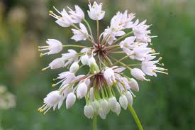 white heirloom flower seeds