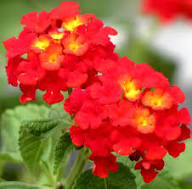 Red Lantana Flower Seeds – Heirloom, Non-GMO, High Germination Organic Garden Seeds for Planting