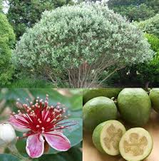 Feijoa Seeds Green Heirloom Non-GMO High Germination Organic Garden Seeds for Planting