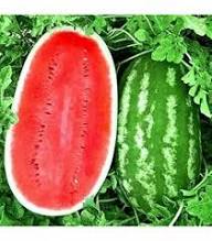 Asian Long Watermelon Seeds for Planting – Heirloom Non-GMO High Germination Organic Garden Seeds Sweet Red Flesh High-Yield Summer Fruit Seeds for Planting
