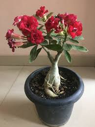 Red Adenium Obesum Flower Seeds – Heirloom, Non-GMO, High Germination Organic Garden Seeds for Planting