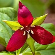 Marron Trillium Flower Seeds Heirloom Non-GMO High Germination Organic Garden Seeds for Planting