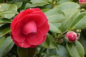 Red Camellia Flower Seeds Heirloom Non-GMO High Germination Organic Garden Seeds for Planting