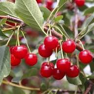 Heirloom Montmorency Cherry Fruit Seeds for Planting – Non-GMO Tart Cherry Seeds, High Germination