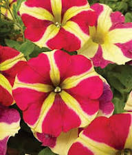 Red Yellow Petunia Flower Seeds – Heirloom, Non-GMO, High Germination Organic Garden Seeds for Planting