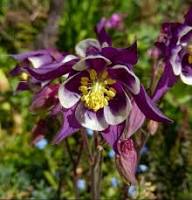 White Brown Aquilegia Flower Seeds for Planting Heirloom Non-GMO High Germination Organic Garden Seeds