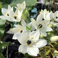 White Erythronium Oregonum Flower Seeds Heirloom Non-GMO High Germination Organic Garden Seeds for Planting