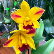 Yellow Cattleya Orchid Flower Seeds – Heirloom, Non-GMO, High Germination Organic Garden Seeds