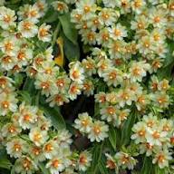 White Pereskia Aculeata Flower Seeds – Heirloom Non-GMO High Germination Organic Garden Seeds