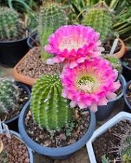 Pink Aztekium Flower Seeds for Planting – Heirloom Non-GMO High Germination Organic Seeds