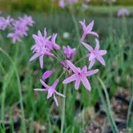 Pink Tulbaghia Violacea Flower Seeds – Heirloom Non-GMO High Germination Organic Garden Seeds