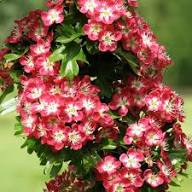 Pink Hawthorn Flower Seeds – Heirloom, Non-GMO High Germination Seeds for Planting | Organic Garden Seeds