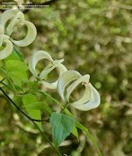 White Cornus Urbiniana Flower Seeds – Heirloom Non-GMO High Germination