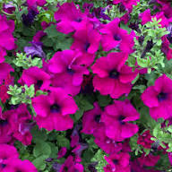 Petunia Flower Seeds Pink Purple Heirloom Non-GMO High Germination Organic Garden Seeds for Planting
