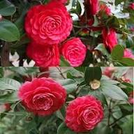 Red Camelia Flower Seeds Heirloom Non-GMO High Germination Organic Garden Seeds for Planting