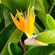 Strelitzia Reginae Flower Seeds Yellow Heirloom Non-GMO High Germination Organic Garden Seeds