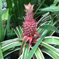 Red Pineapple Fruit Seeds for Planting Heirloom Non-GMO High Germination Organic Garden Seeds