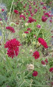 Scabious Red Flower Seeds for Planting – Heirloom, Non-GMO, High Germination Organic Garden Seeds