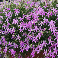 Pink Isotoma Axillaris Flower Seeds – Seeds for Planting, Heirloom, Non-GMO, High Germination Organic Garden Seeds