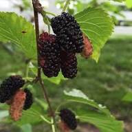 Black Myrtle Fruit Seeds for Planting – Heirloom, Non-GMO, High Germination Organic Garden Seeds for Sweet &amp; Tart Fruits