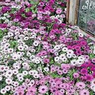 Mixed Daisy Osteospermum Flower Seeds – Heirloom Non-GMO High Germination Seeds