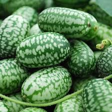 Mexican Mini Cucumber Seeds (Cucamelon) – Heirloom, Non-GMO, High Germination Organic Garden Seeds