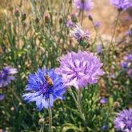 Purple Centaurea Flower Seeds for Planting – Heirloom Non-GMO High Germination Organic Garden Seeds Seeds for Planting