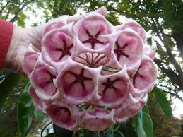 Pink Hoya Archboldiana Flower Seeds – Heirloom, Non-GMO, High Germination Seeds