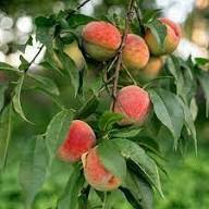 Elberta Peach Fruit Seeds for Planting – Sweet Juicy Non-GMO Heirloom Organic Garden Seeds High Germination for Home Garden