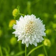 White Scabiosa Atropurpurea Flower Seeds for Planting – Heirloom, Non-GMO High Germination Organic Garden Seeds
