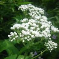 White Eupatorium Perfoliatum Flower Seeds Heirloom Non-GMO High Germination Organic Garden Seeds for Planting