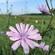 Pink Cichorium Intybus Flower Seeds Heirloom Non-GMO High Germination Organic Garden Seeds for Planting