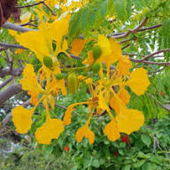 Light Orange Delonix Regia Plant Seeds for Planting – Heirloom, Non-GMO, High Germination Organic Garden Seeds