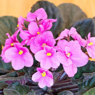 Saintpaulia Flower Seeds Pink – Heirloom Non-GMO High Germination Organic Garden Seeds