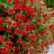 Red Calibrachoa Bells Flower Seeds – Heirloom, Non-GMO, High Germination Organic Garden Seeds for Planting