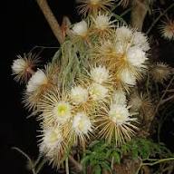 Selenicereus Flower Seeds for Planting – Heirloom, Non-GMO, High Germination Organic Garden Seeds