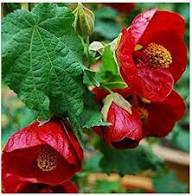 Red Abutilon Flower Seeds Heirloom Non-GMO High Germination Organic Garden Seeds for Planting
