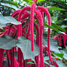 Red Acalypha Flower Seeds Heirloom Non-GMO High Germination Organic Garden Seeds for Planting