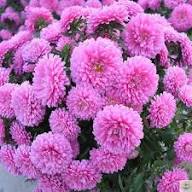 Pink Aster Flower Seeds Heirloom Non-GMO High Germination Organic Garden Seeds for Planting