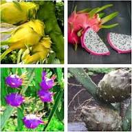 Mixed Pitaya Fruit Seeds – Heirloom, Non-GMO, High Germination Organic Garden