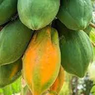 Papaya Seeds Organic Heirloom Non-GMO High Germination Organic Garden Seeds for Planting