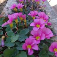 Pink Oxalis Violacea Flower Seeds – Heirloom Non-GMO High Germination Organic Garden Seeds