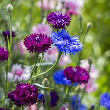 Purple Centaurea Cyanus Flower Seeds for Planting – Heirloom Non-GMO High Germination Organic Garden Seeds Seeds for Planting