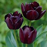 Tulpenblumen-Staude Samen zum Pflanzen – Traditionell, gentechnikfrei, hohe Keimfähigkeit