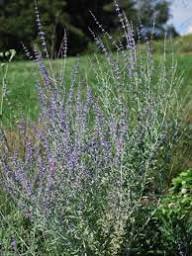 Perovskia Atriplicifolia Sage Plant Seeds Heirloom Non-GMO High Germination Organic Garden Seeds for Planting