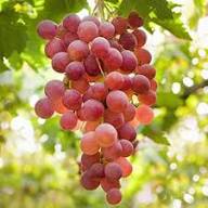 Grape Seeds Pink Heirloom Non-GMO High Germination Organic Garden Seeds for Planting