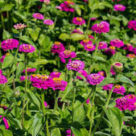 Zinnia Flower Seeds Pink – Heirloom Non-GMO High Germination Organic Garden Seeds