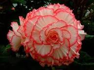White Pink Begonia Flower Seeds Heirloom Non-GMO High Germination Organic Garden Seeds for Planting