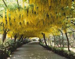 golden chain flower seeds
