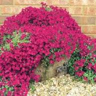 Red Aubrieta Flower Seeds Heirloom Non-GMO High Germination Organic Garden Seeds for Planting